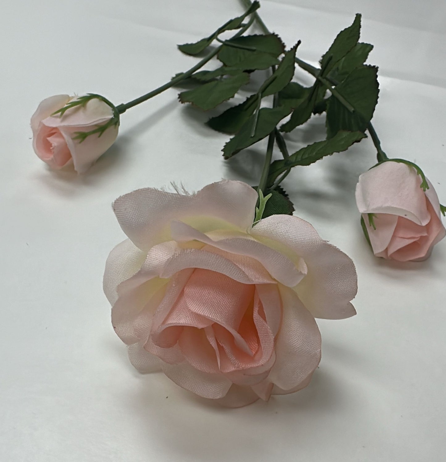 Sweet White Peach Rose(12pcs)